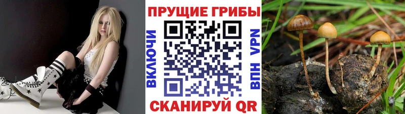 Псилоцибиновые грибы Magic Shrooms  купить наркоту  Димитровград 
